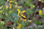 Yellow fumewort